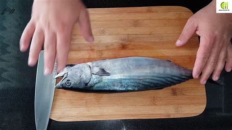 palamut balığı temizleme